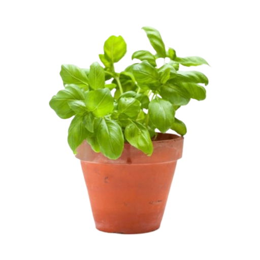 Fresh Basil In Pot 1 Piece - Eden's Market