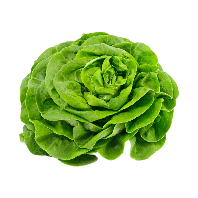 Fresh Belgian Round Lettuce 1 Piece - Eden's Market