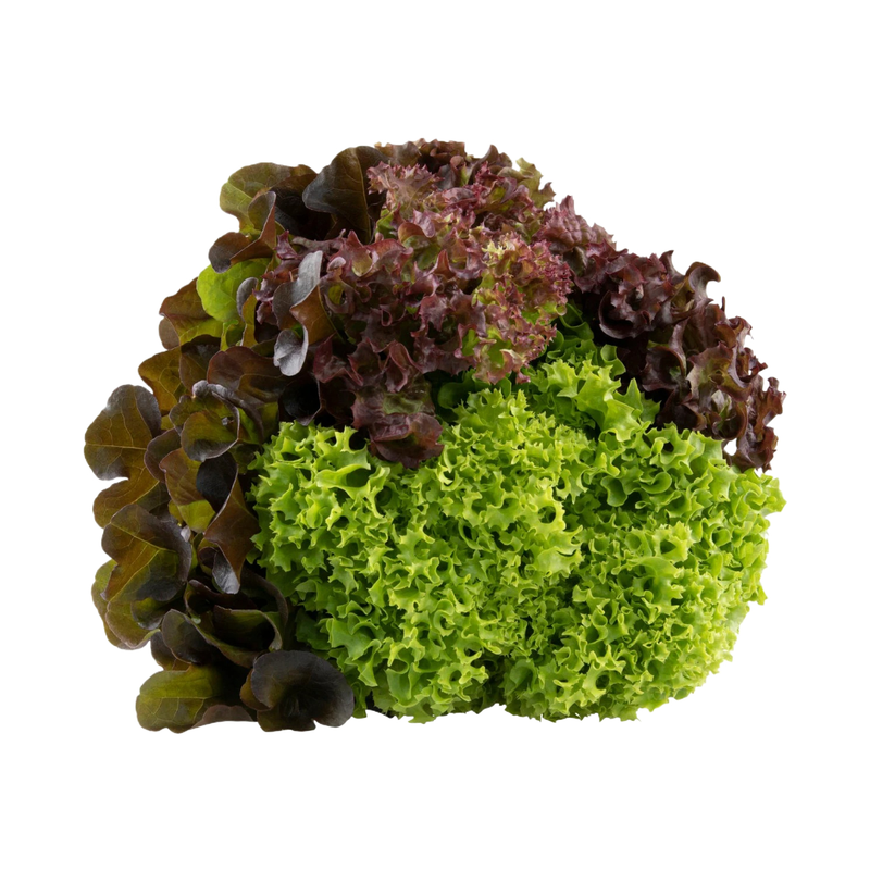 Multicolored Lettuce 1 Piece - Eden's Market